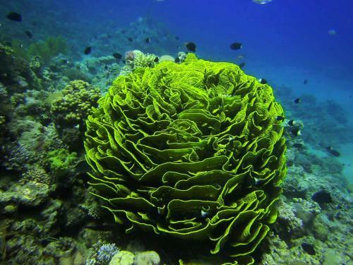 Hotel Arab Divers