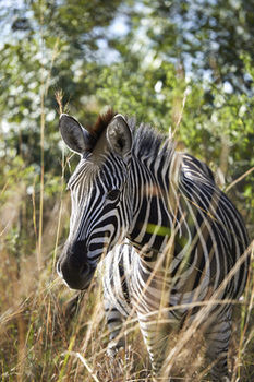 Posada Tomjachu Bush Lodges