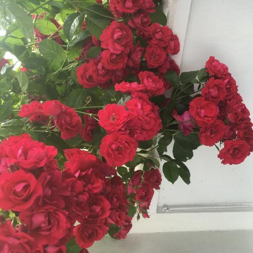 Hostal �vergrans Jordbruk