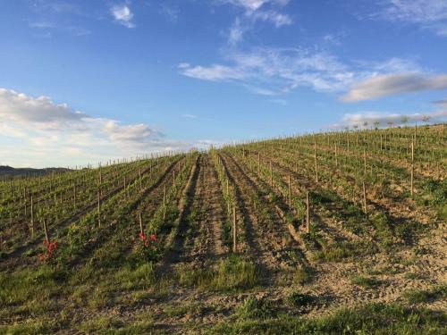 Hotel Cordella In Montalcino Wine Resort