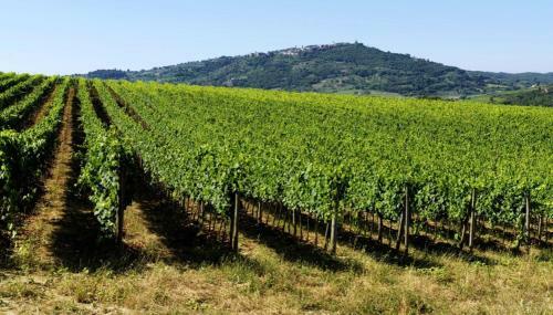 Hotel Cordella In Montalcino Wine Resort