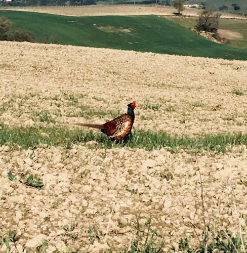 Hotel Cordella In Montalcino Wine Resort