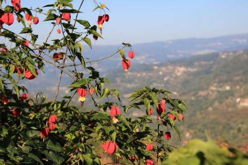 Agroturismo Douro Senses - Village House