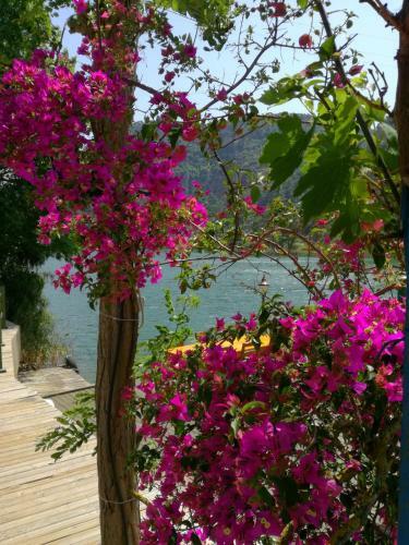 Hostal Dervi??han Pension