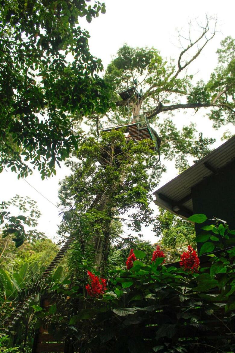 Jungle Green House