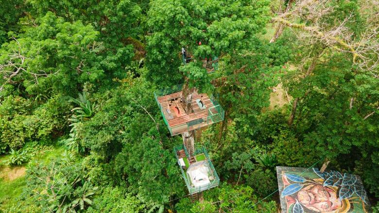 Jungle Green House