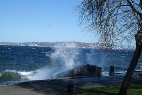 Magpie On Alki