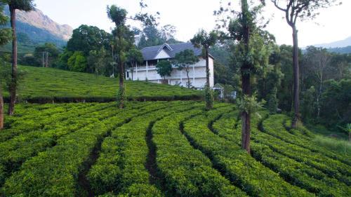 Hotel Tea Harvester