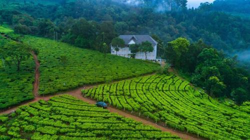 Hotel Tea Harvester