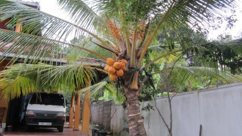 Bed & Breakfast Ranith Villa