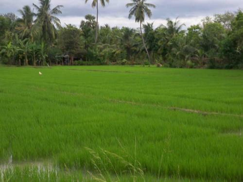 The Green View Yala