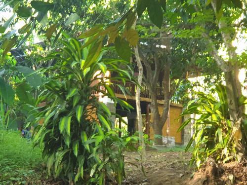 Jungle House