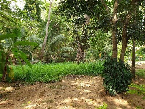 Jungle House
