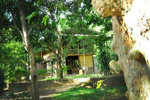 Jungle House