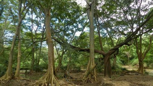 Jungle House