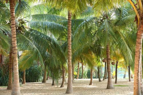Mangrove Beach Chalets