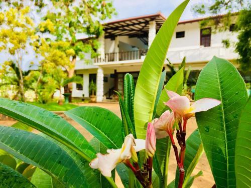 Hotel Saman Resort
