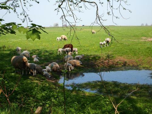 Bed & Breakfast Thuis Op Texel