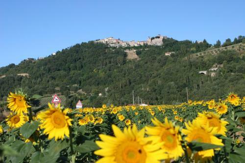 Campo Della Fiora