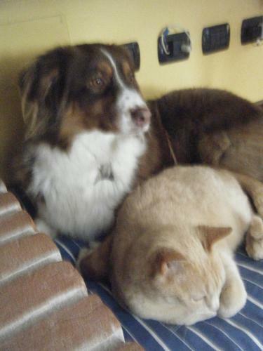 B&B Il Salice