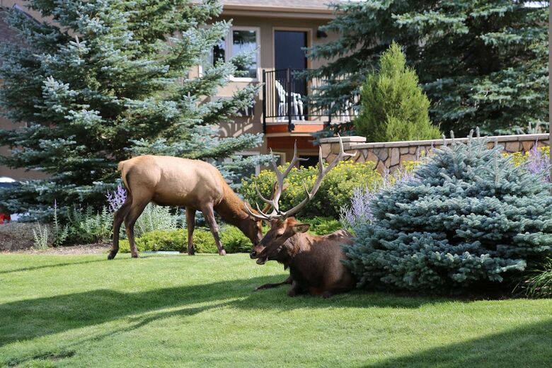 Hotel Comfort Inn Estes Park