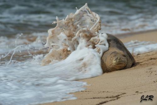 Apartamento Paniolo Hale I2