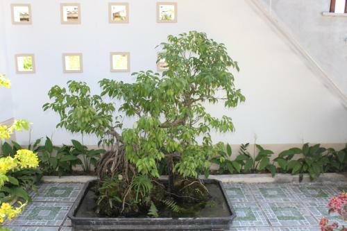 Hoian Joy Homestay