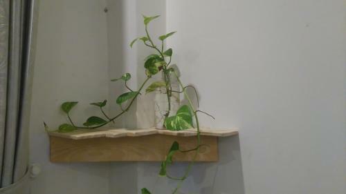 Green Coco Homestay