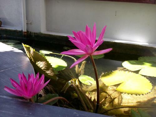 Green Coco Homestay