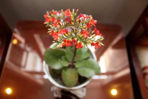 Green Coco Homestay