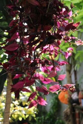 Green Coco Homestay