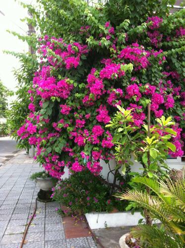 Thien An Homestay