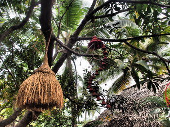 Hotel The Palm Trees Resort