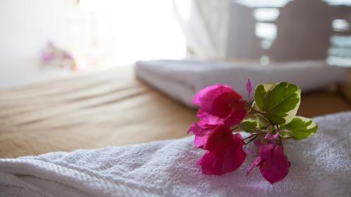 Bougainvillea Patnem