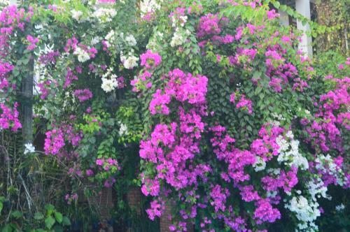 The Hoi An Orchid Garden Villas