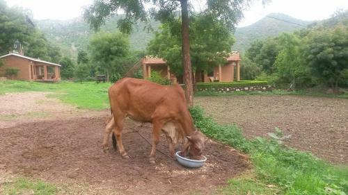 Agroturismo Krishna Ranch