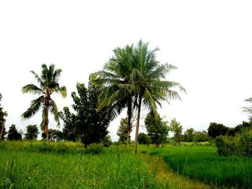 Heaven Homestay