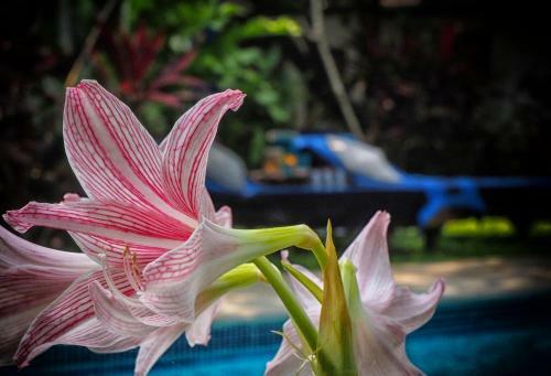 Agroturismo The Secret Garden Goa