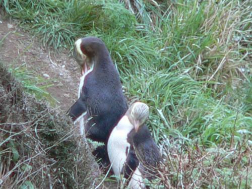 Apartamento Kepplestone By The Sea - The Catlins