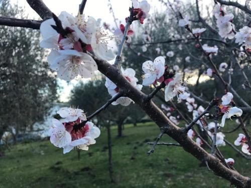 Il Pettirosso B&B