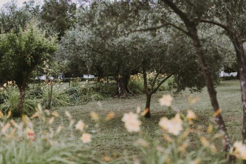 Il Pettirosso B&B