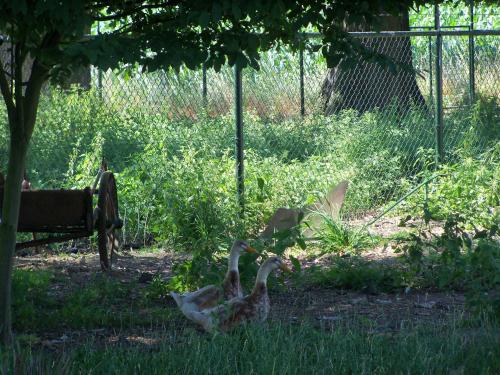 Bed & Breakfast Hoeve Heidonk