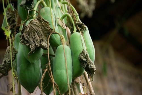 Wooden House