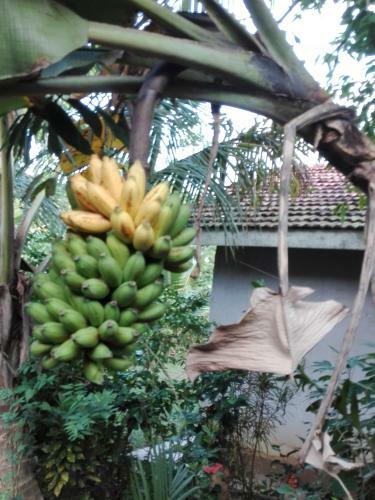 Hostal Rathna Villa Matara