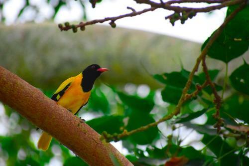 Bed & Breakfast Hotel Birds View