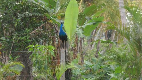 Bed & Breakfast Hotel Birds View