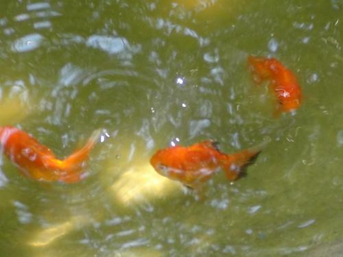 Agroturismo Tuaprodhome