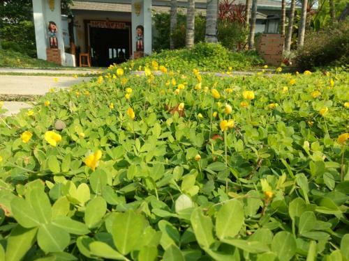 Hostal Bura Phat Resort
