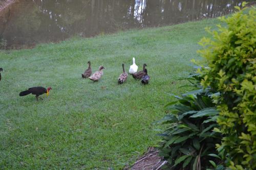 Bed & Breakfast Turmeric Gardens