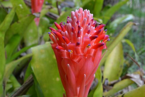 Bed & Breakfast Turmeric Gardens